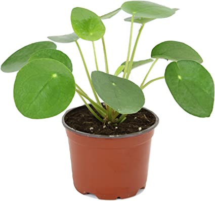 ZZ Plant - 4" Pot